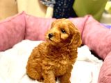 Orji̇nal Kizil Renk Malti̇poo Yavrularimiz