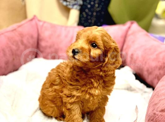 Orji̇nal Kizil Renk Malti̇poo Yavrularimiz görsel