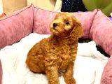 Orji̇nal Kizil Renk Malti̇poo Yavrularimiz