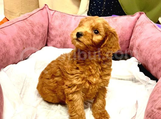 Orji̇nal Kizil Renk Malti̇poo Yavrularimiz görsel