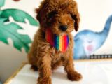 Tooy poodle cinsi yavrular DİŞİ erkek mevcuttur 