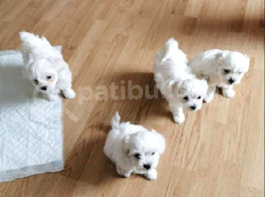 Kar Beyazı Maltese Bebeklerimiz görsel
