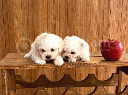 Teacup Maltese Terrier Bebekler görsel