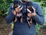 Orjinal Doberman yavrular 