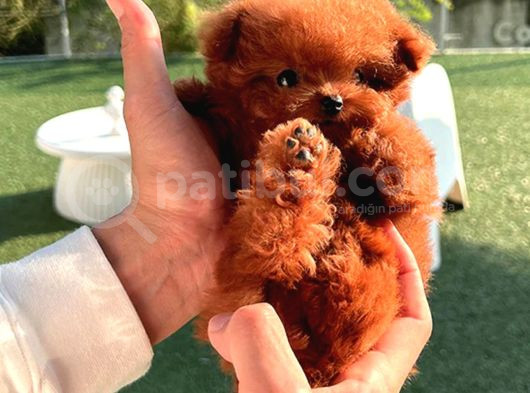 Orjinal Toy Poodle Bebeklerimiz Gelmiştir görsel
