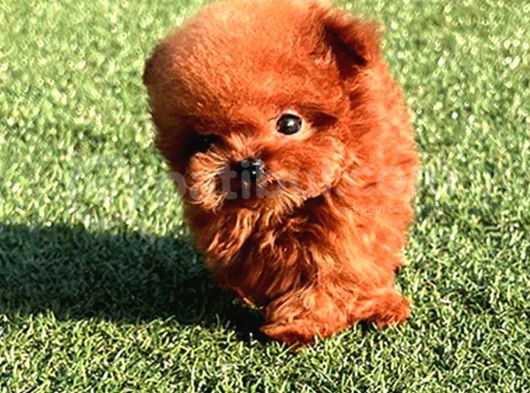 Orjinal Toy Poodle Bebeklerimiz Gelmiştir görsel