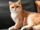 Golden British Shorthair NY12 şecereli