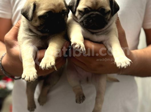 Gül Kuyruk Pug Mops Yavrular Şehi̇rdişi Gönderi̇li̇r