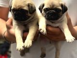 Gül Kuyruk Pug Mops Yavrular Şehi̇rdişi Gönderi̇li̇r