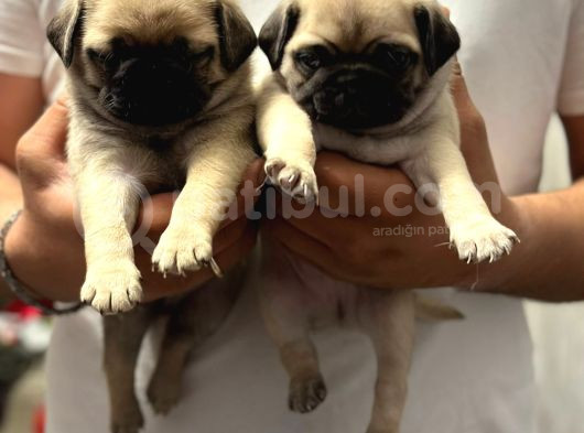 Gül Kuyruk Pug Mops Yavrular Şehi̇rdişi Gönderi̇li̇r görsel