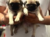 Gül Kuyruk Pug Mops Yavrular Şehi̇rdişi Gönderi̇li̇r