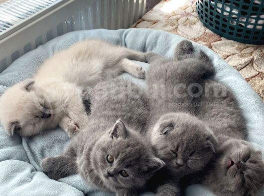 2 Aylik Scotti̇sh Fold Yavrularimiz görsel