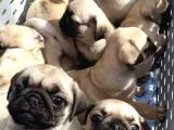 Gül Kuyruk Pug Mops Yavrular Şehi̇rdişi Gönderi̇li̇r