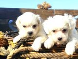 Korean Maltese Terrier Yavrular Mama Ve Malzeme Paketi