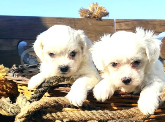 Korean Maltese Terrier Yavrular Mama Ve Malzeme Paketi görsel