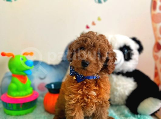 Tooy Poodle Cinsi Yavrular Di̇şi̇ Erkek Mevcuttur 