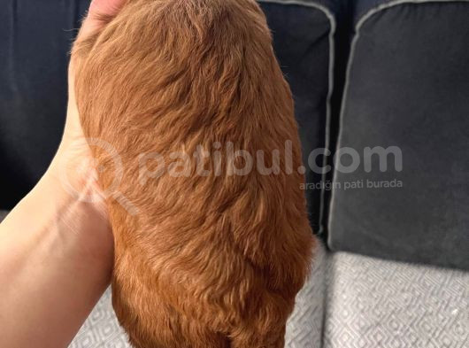 29 Mart Doğumlu Dişi Erkek Yavrularımız görsel