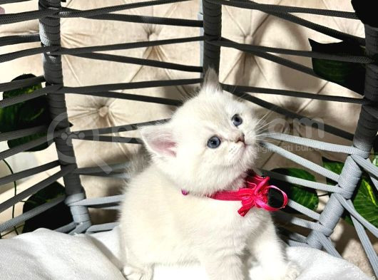 British Shorthair A Kalite Yavrularımız görsel