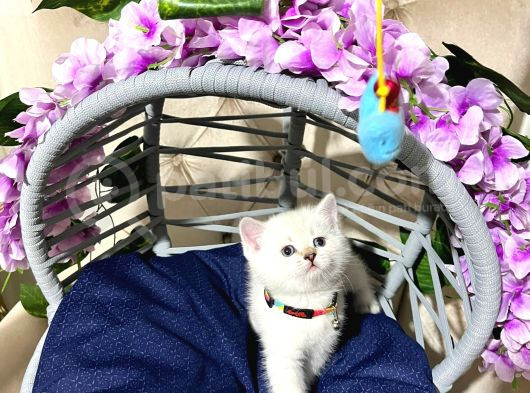 British Shorthair A Kalite Yavrularımız görsel