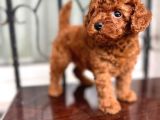 Eşsi̇z Toy Poodle Bebekler
