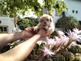5 Haftalık Terrier Yavruları Aynı Gün Yollanır