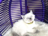 British Shorthair Bluepoint Yavrular