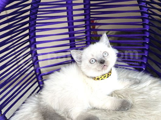 British Shorthair Bluepoint Yavrular görsel