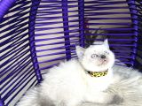British Shorthair Bluepoint Yavrular