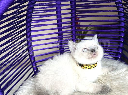 British Shorthair Bluepoint Yavrular görsel