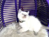 British Shorthair Bluepoint Yavrular