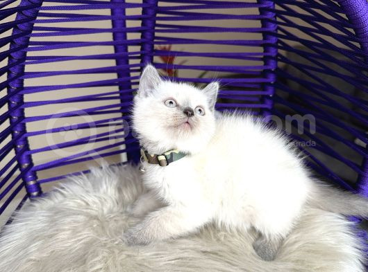 British Shorthair Bluepoint Yavrular görsel