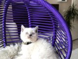 British Shorthair Bluepoint Yavrular
