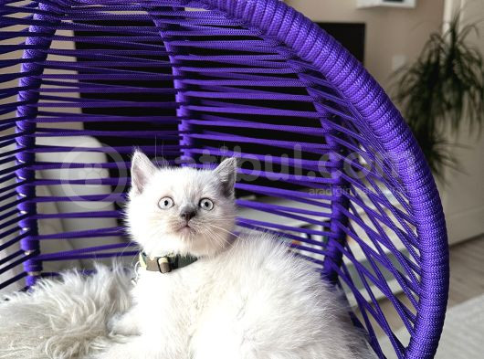 British Shorthair Bluepoint Yavrular görsel