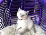 British Shorthair Bluepoint Yavrular