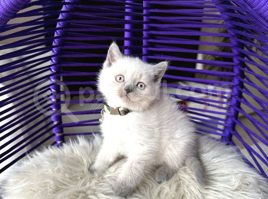 British Shorthair Bluepoint Yavrular görsel