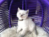 British Shorthair Bluepoint Yavrular