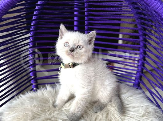 British Shorthair Bluepoint Yavrular görsel