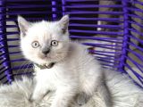 British Shorthair Bluepoint Yavrular