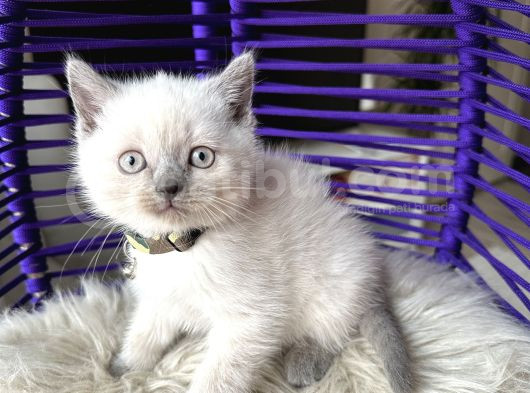 British Shorthair Bluepoint Yavrular