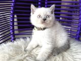 British Shorthair Bluepoint Yavrular