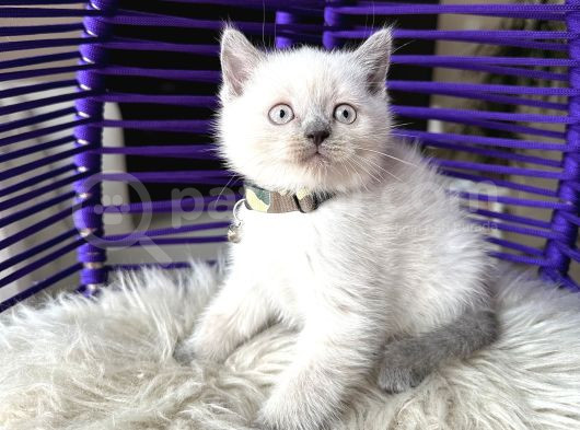 British Shorthair Bluepoint Yavrular görsel