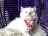 British Longhair Bluepoint Yavrular