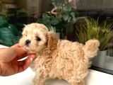 Maltipoo Yavrusu