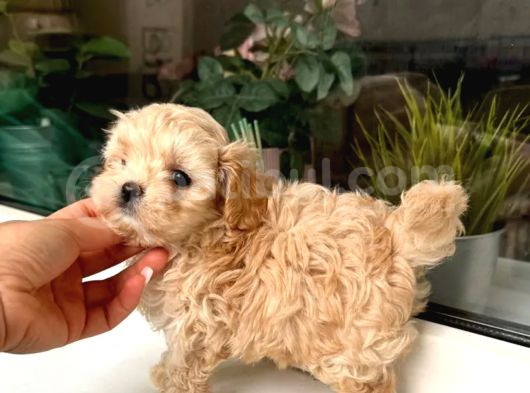 Maltipoo Yavrusu görsel