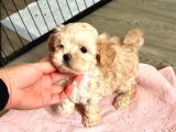 Maltipoo Yavrusu