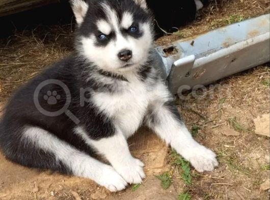 Sibirya Kurdu Husky Yavrusu görsel