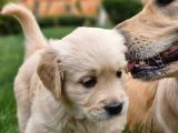 Golden Retriever Yavrusu