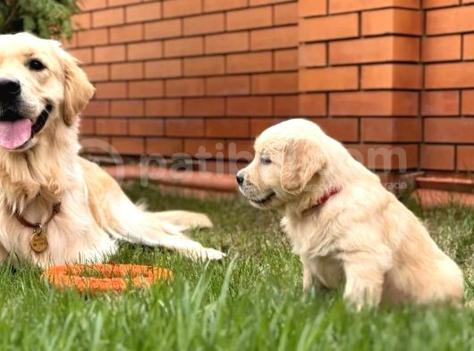 Golden Retriever Yavrusu görsel