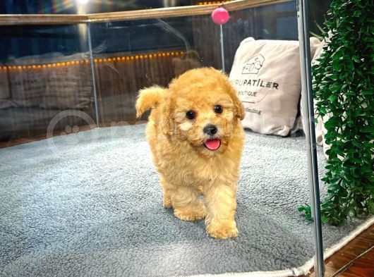 Poodle Yavrumuz Çocuklarınızla Dost Olmaya Hazır görsel
