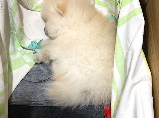 2 Aylık Pomeranian görsel